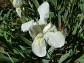 Iris white 